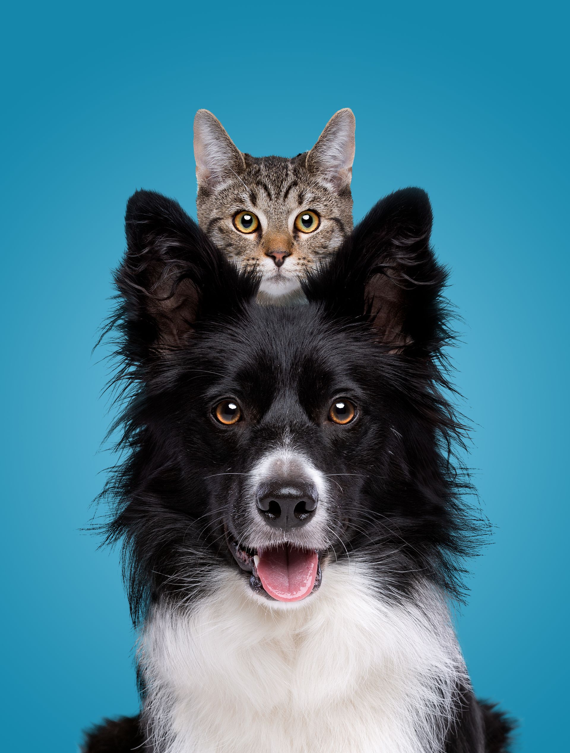 Dog with black and white fur, tabby cat perched on its head, both looking at the camera against a blue background.