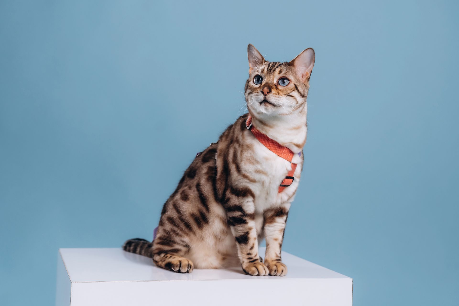 Bengal cat wearing a red harness, sitting on a white box against a blue backdrop, looking upwards.