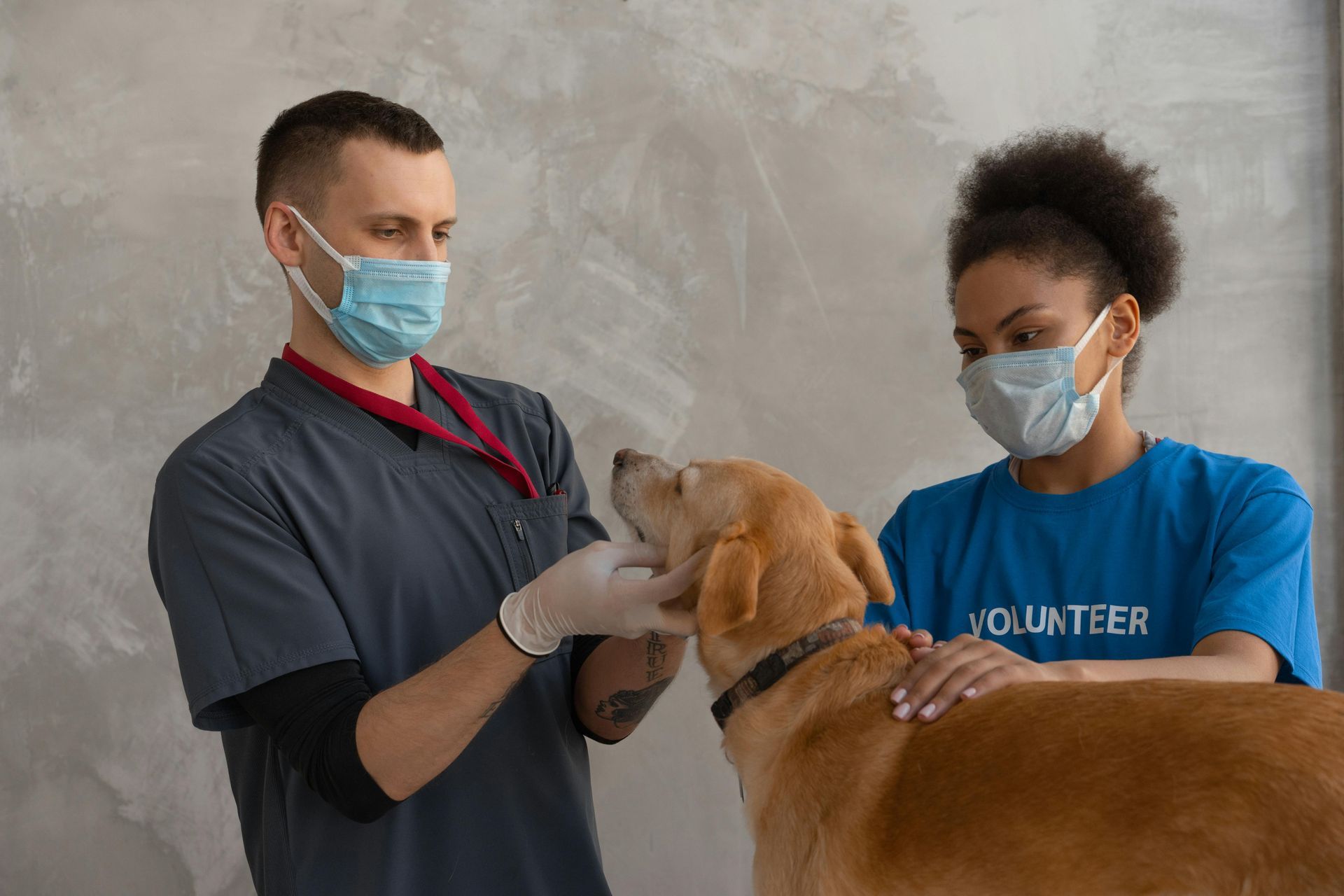 Veterinarian and volunteer examine a tan dog wearing a collar, indoors. Both wear masks and gloves.