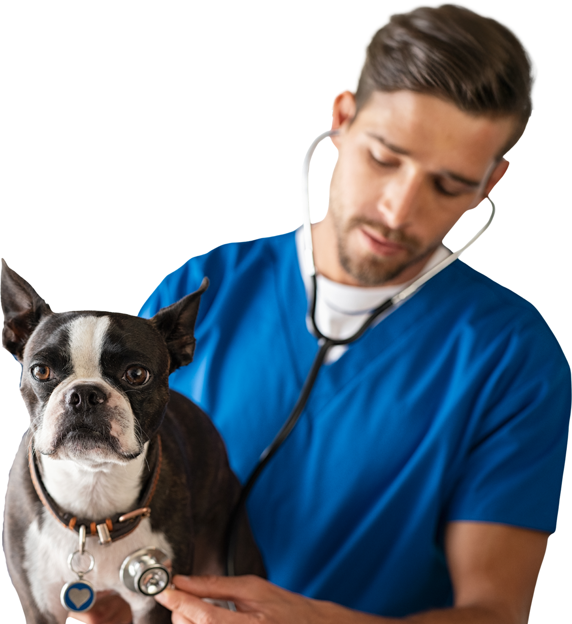 Veterinarian listening to a black and white dog's chest with a stethoscope. The vet wears blue scrubs.