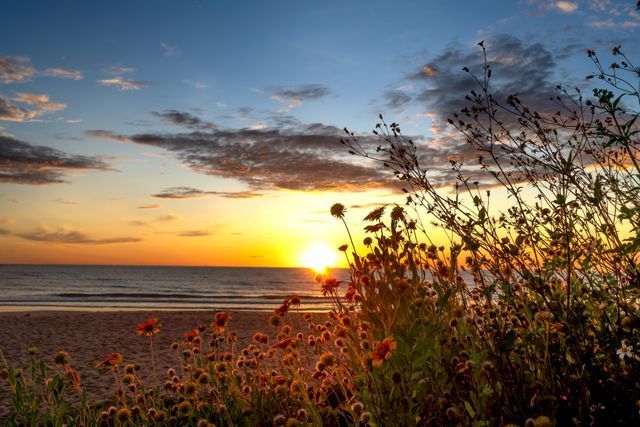 Peaceful beach flowers along the shore in Portland, ME symbolizing remembrance and cremation services tranquility