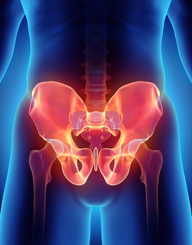 Pelvic Floor Therapy — 3D Illustration Of Hips in Lynnwood, WA
