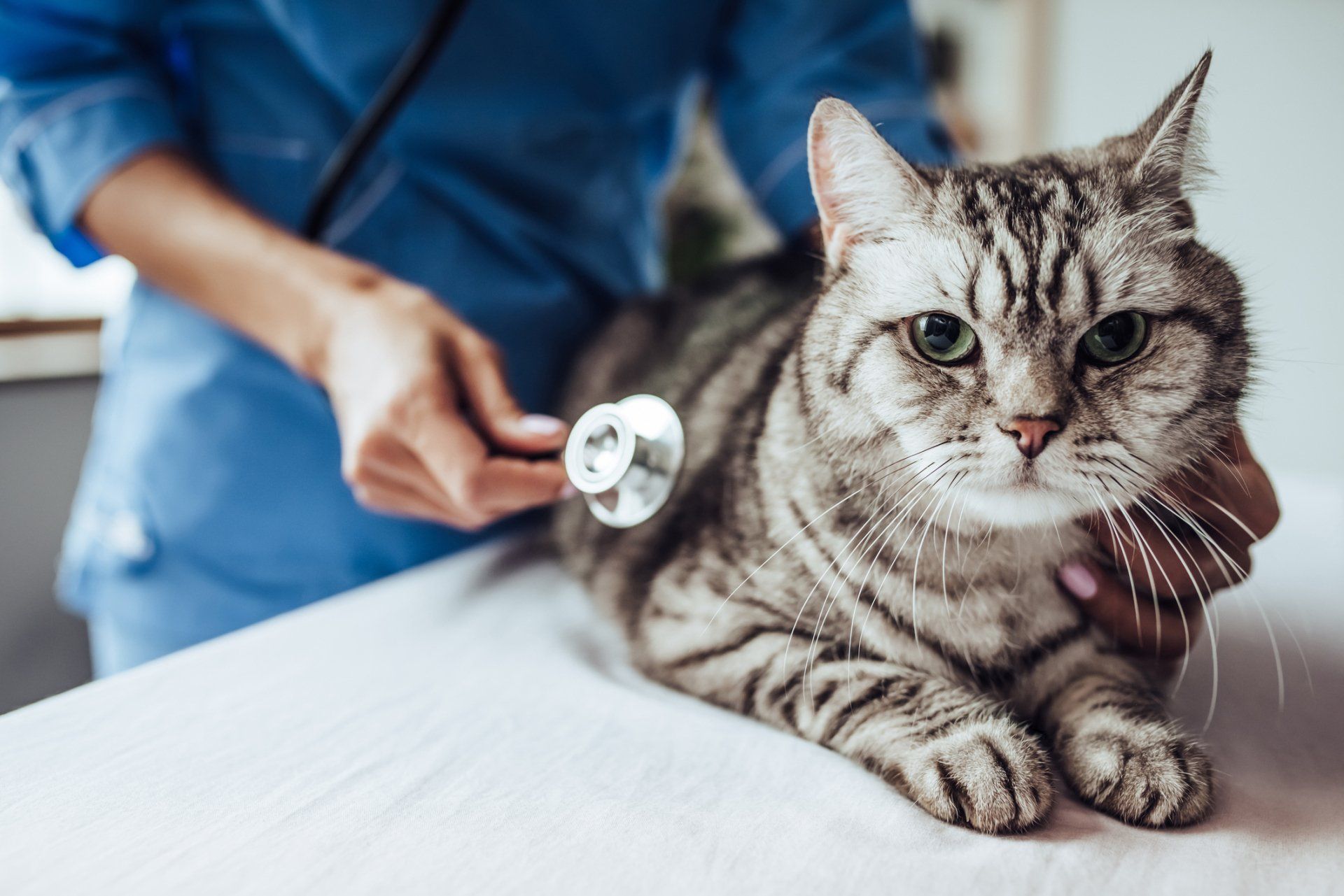 Tiger Cat Having Check Up On Vet — Zanesville, OH — Maysville Animal Hospital