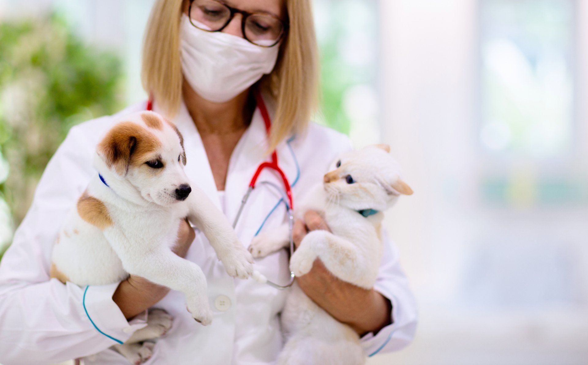 Baby Cat And Dog — Zanesville, OH — Maysville Animal Hospital