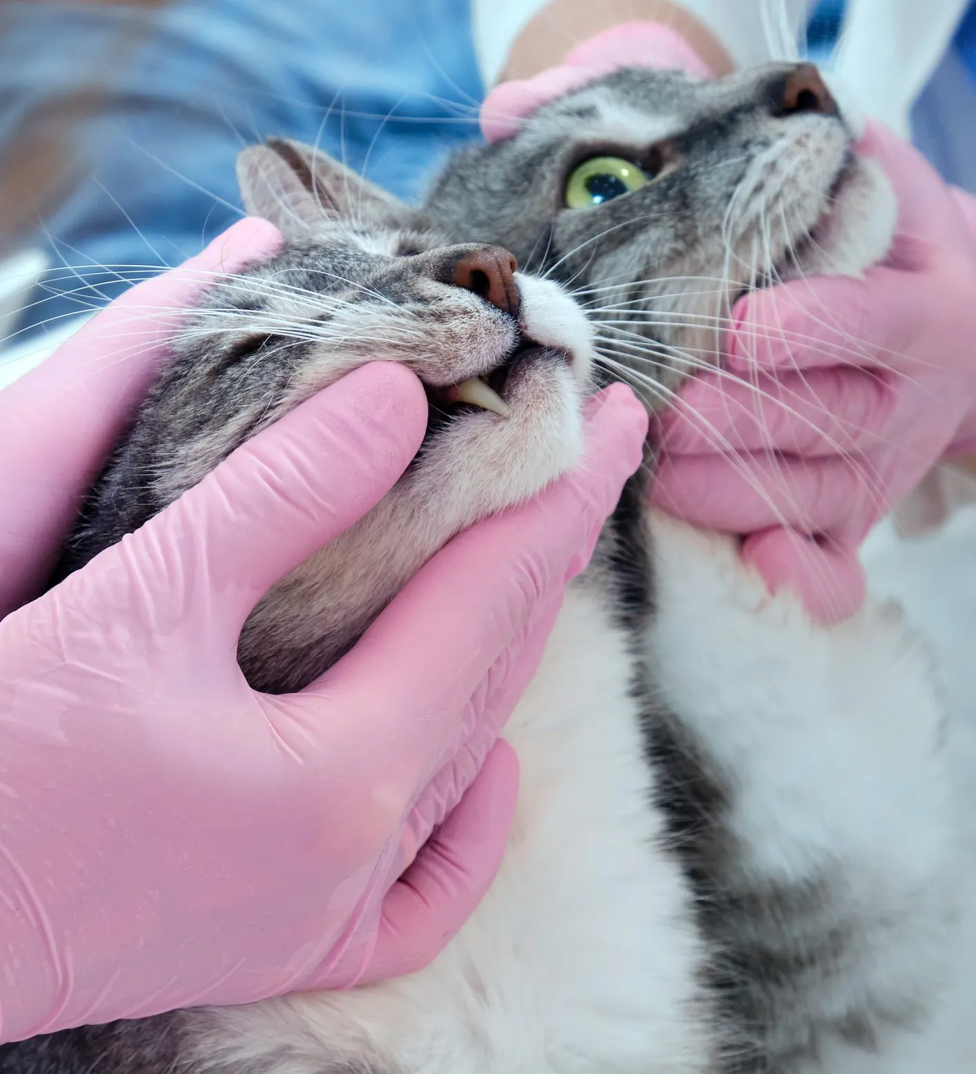 Veterinarian Checking Two Cats Fangs — Zanesville, OH — Maysville Animal Hospital