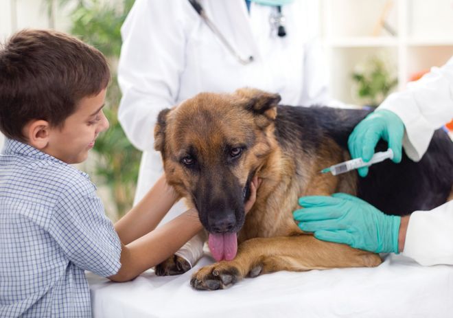 Dog Having Vaccine — Zanesville, OH — Maysville Animal Hospital