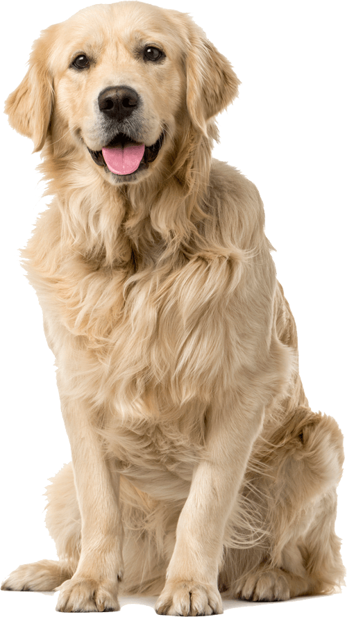 Happy Dog — Zanesville, OH — Maysville Animal Hospital