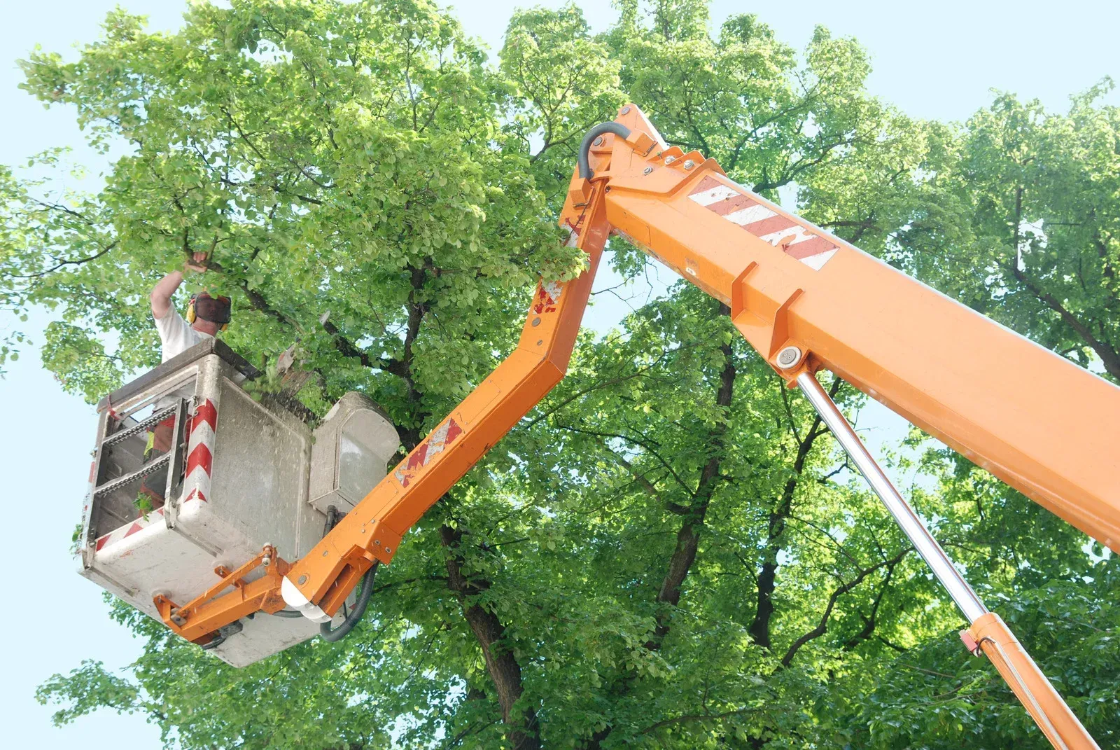 A man is cutting a tree with a crane.
