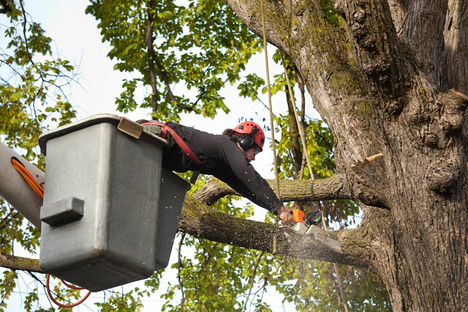 A man in a bucket is cutting a tree branch with a chainsaw.