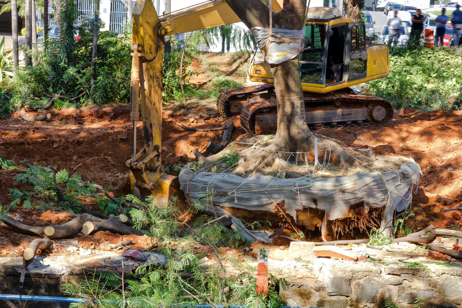 A yellow excavator is cutting down a tree in a forest.