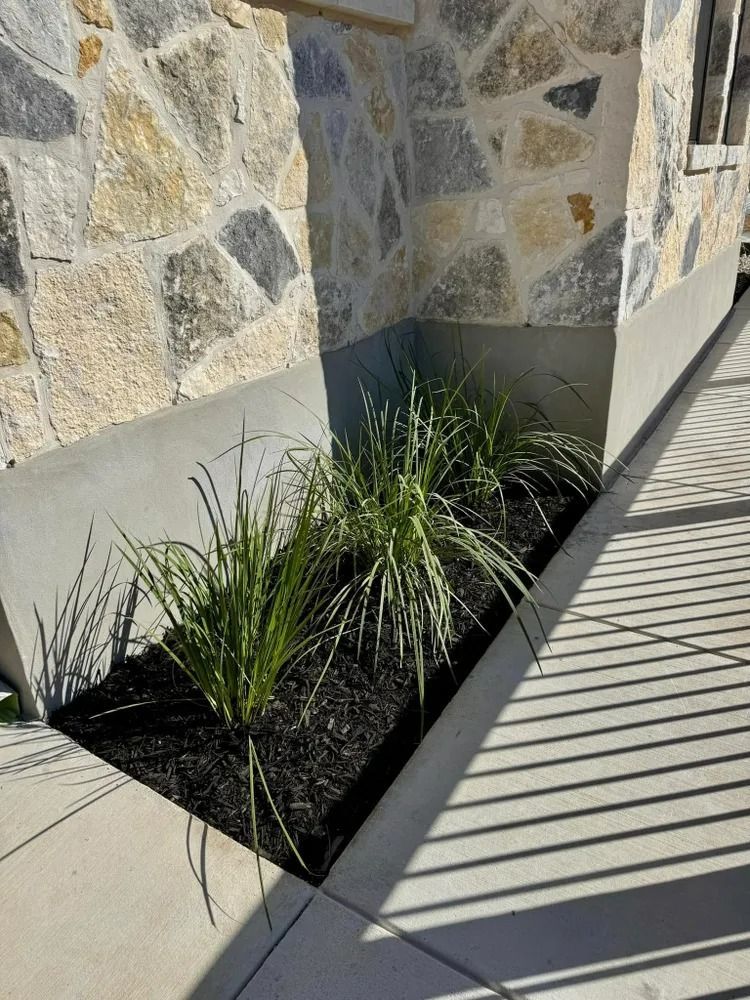 Green grass plants in a black mulch bed against a stone wall and concrete sidewalk.