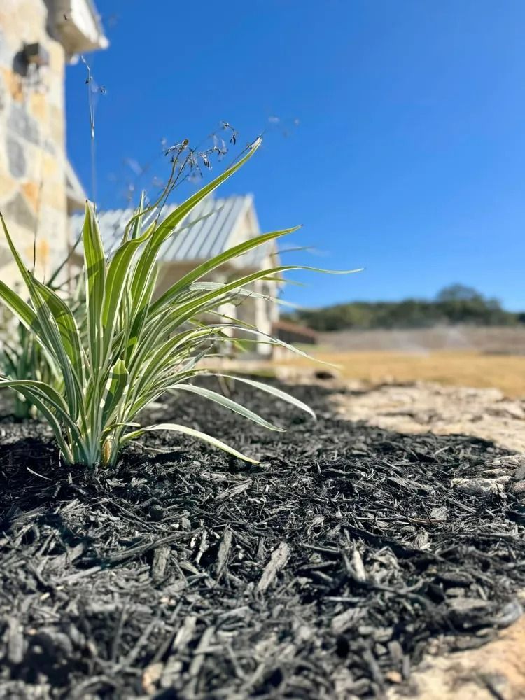 Green and white plant in dark mulch, with a house and blue sky in the background.