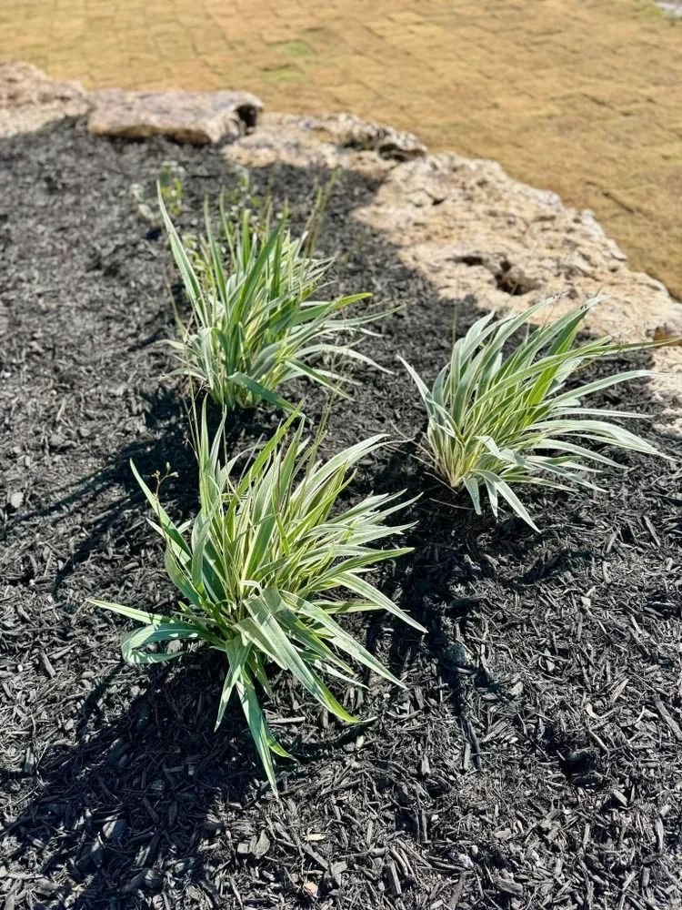Three variegated plants growing in dark mulch near a retaining wall.