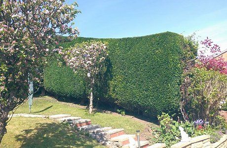 Hedge cutting, trimming
