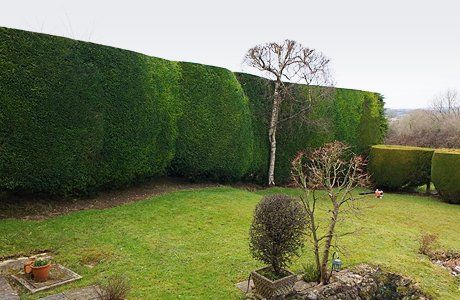 Hedge trimming service