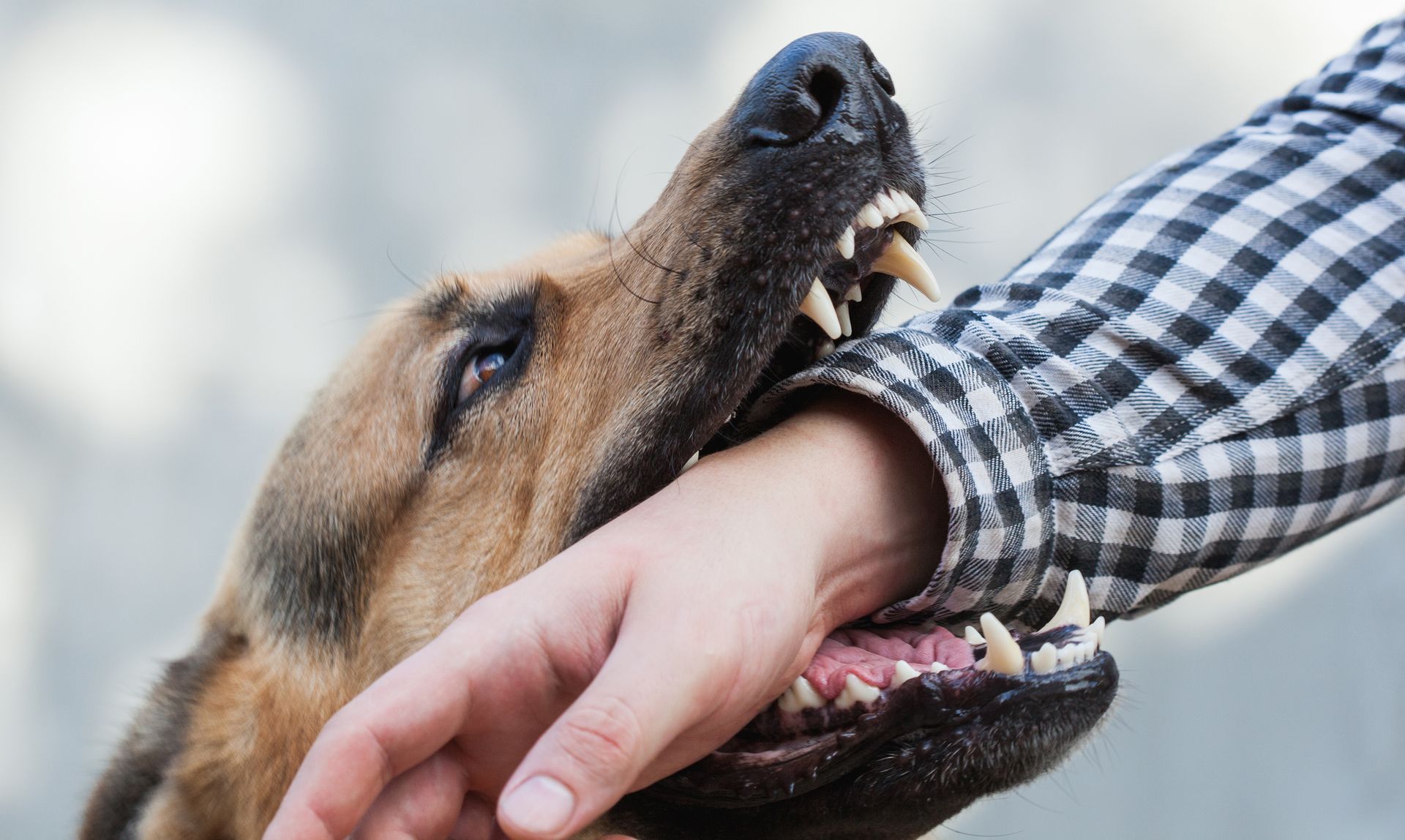 A dog is biting a person's hand – Saint Joseph, MO – Eslinger Law Firm