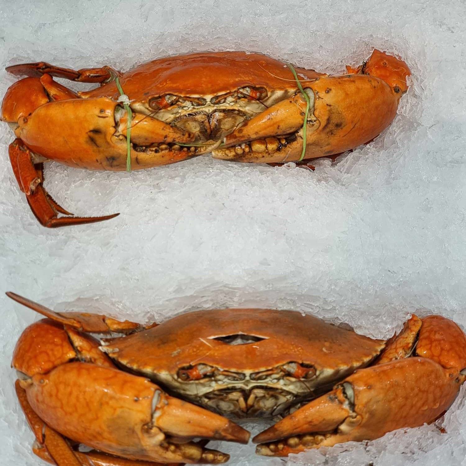 Two Cooked Orange Crabs on Ice — Pt Cartwright Seafoods in Warana, QLD