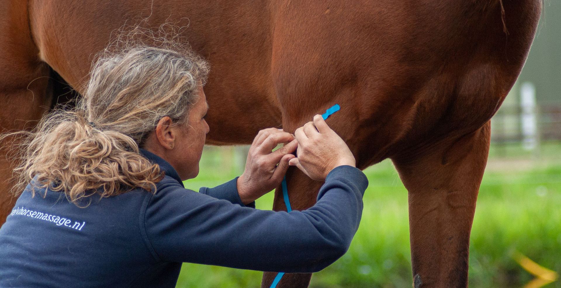 Purely horse massage plakt na een lymfedrainage behandeling lymfetape op een bruin paard