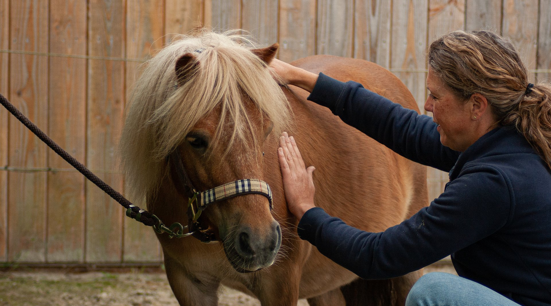 Miranda van purely horse massage uit Drouwenerveen, Drenthe, geeft voskleurige Shetlander een manuele lymfedrainage behandeling