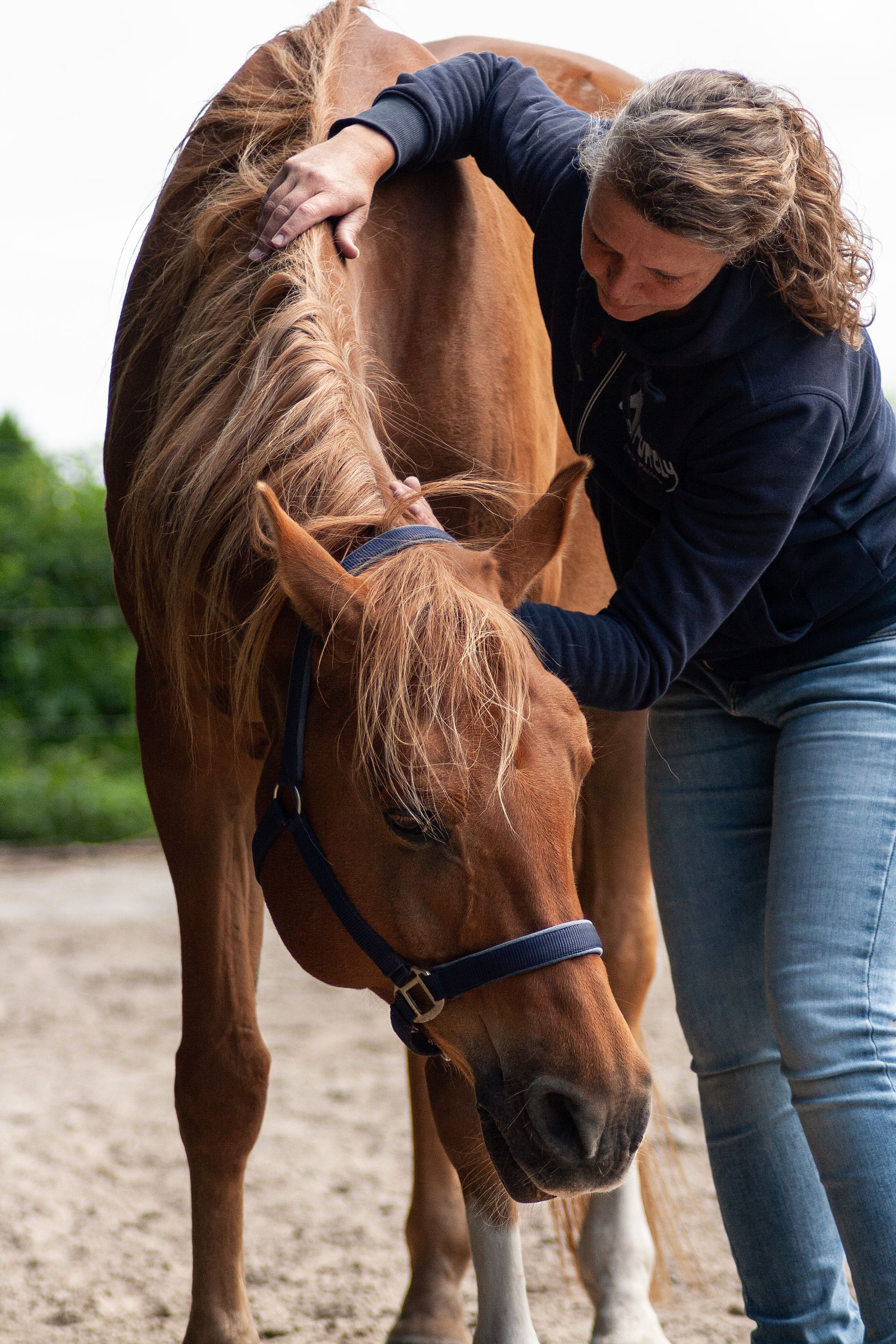 purely horsemassage paarden massage lymfedrainage paard acupressuur pony drenthe groningen