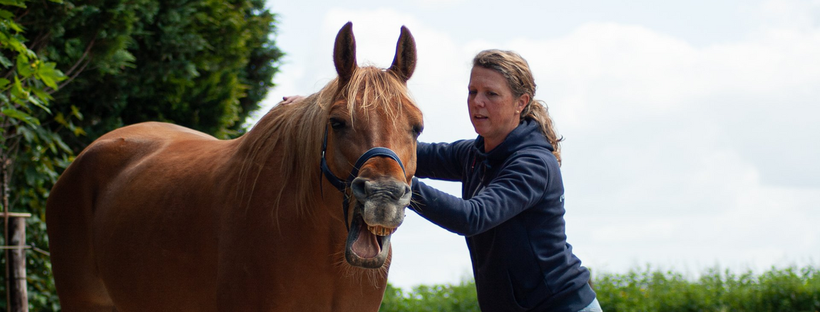 Miranda van Purely horse massage geeft voskleurig paard een sportmassage behandeling