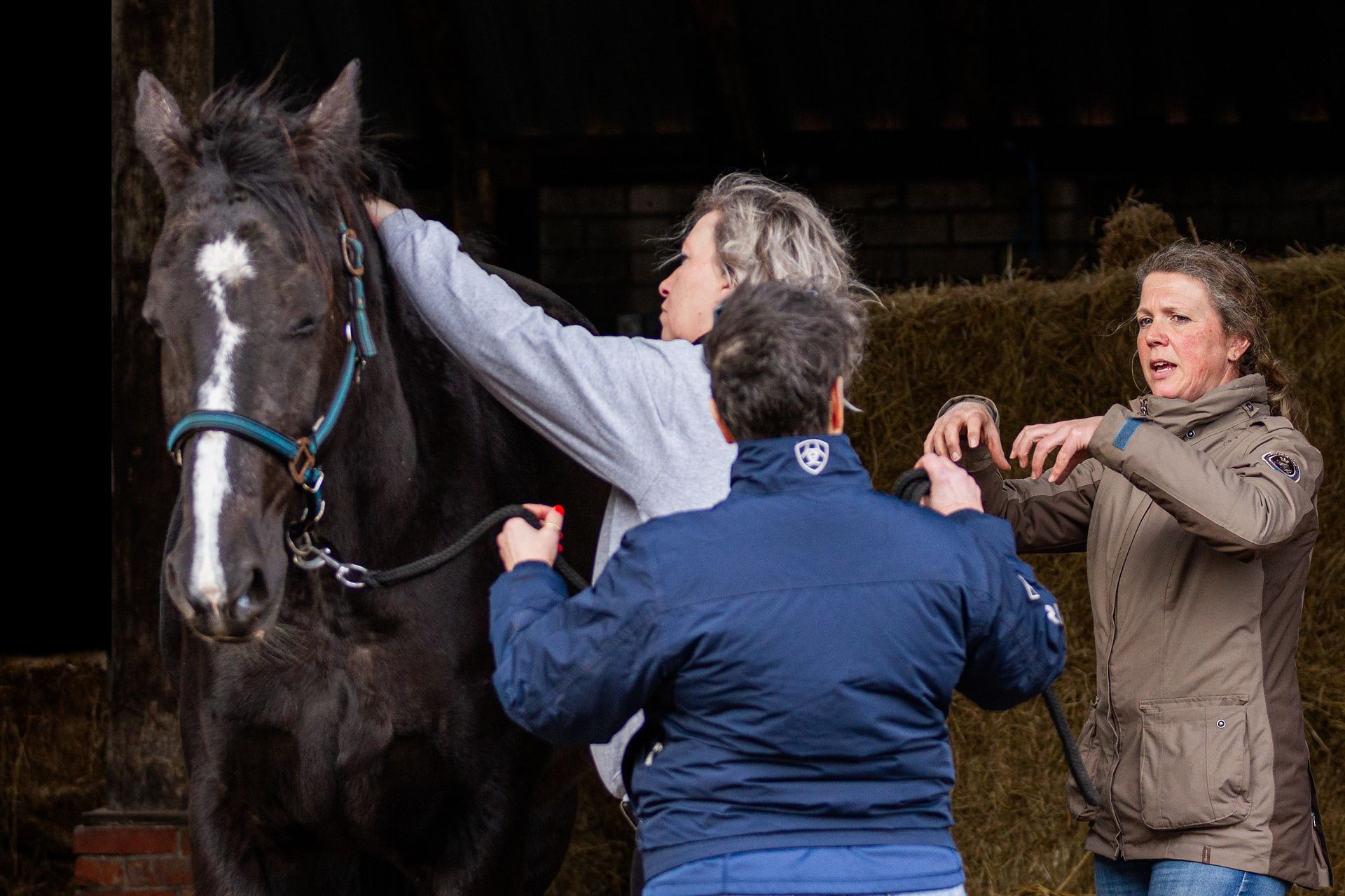 paarden massage workshop cursus leren paard masseren groningen drenthe