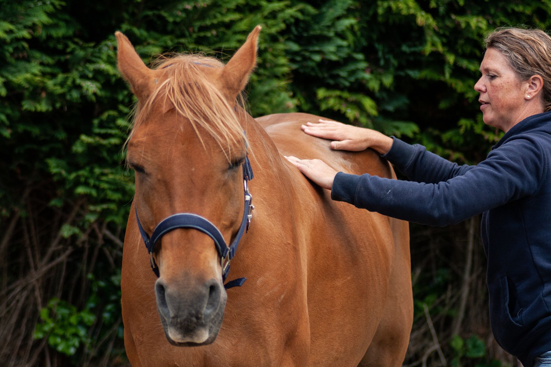 paard massage sportmassage ontspanningsmassage behandeling spieren drenthe