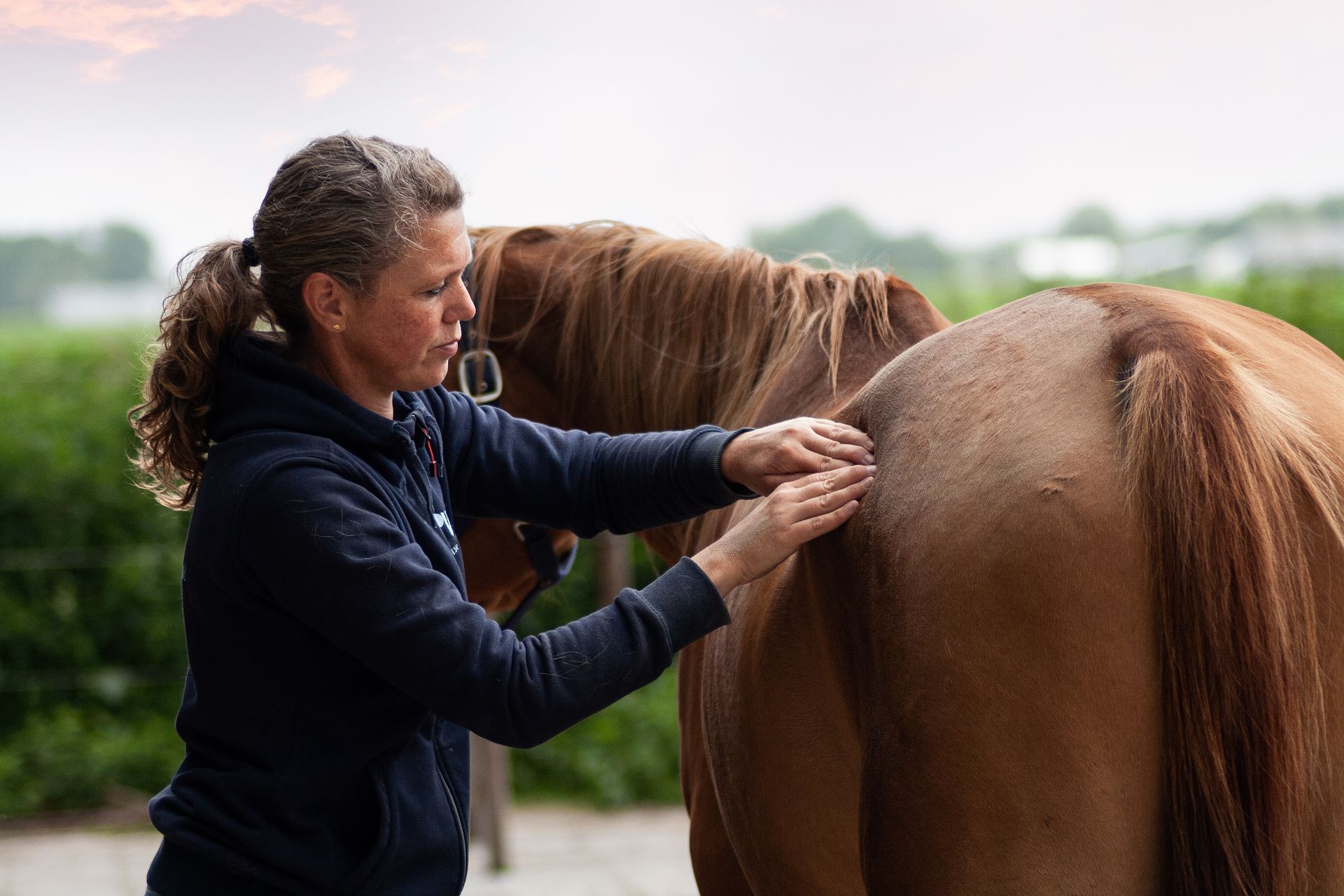 paarden sportmassage groningen drenthe paard masseren behandeling problemen spieren