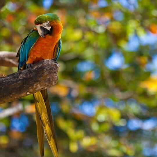 yellow, green, and blue parrot perched on a broken branch
