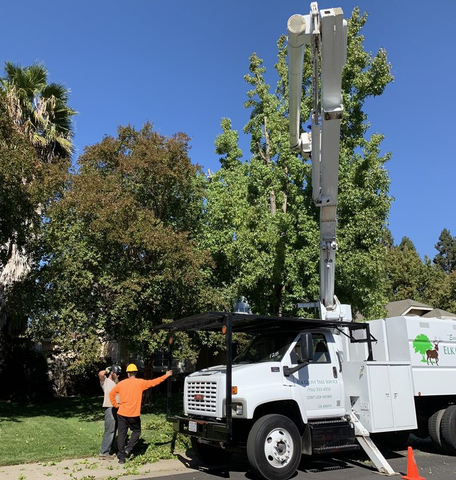Tree Care — A Huge Tree In Front Of The House In Elk Grove, CA