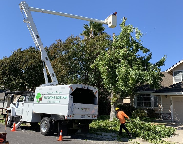 Tree Trimming — A Man Spraying Pesticide On The Tree In Elk Grove, CA