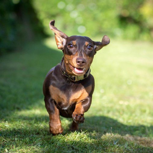 Dog walking field for hire Canine Capers