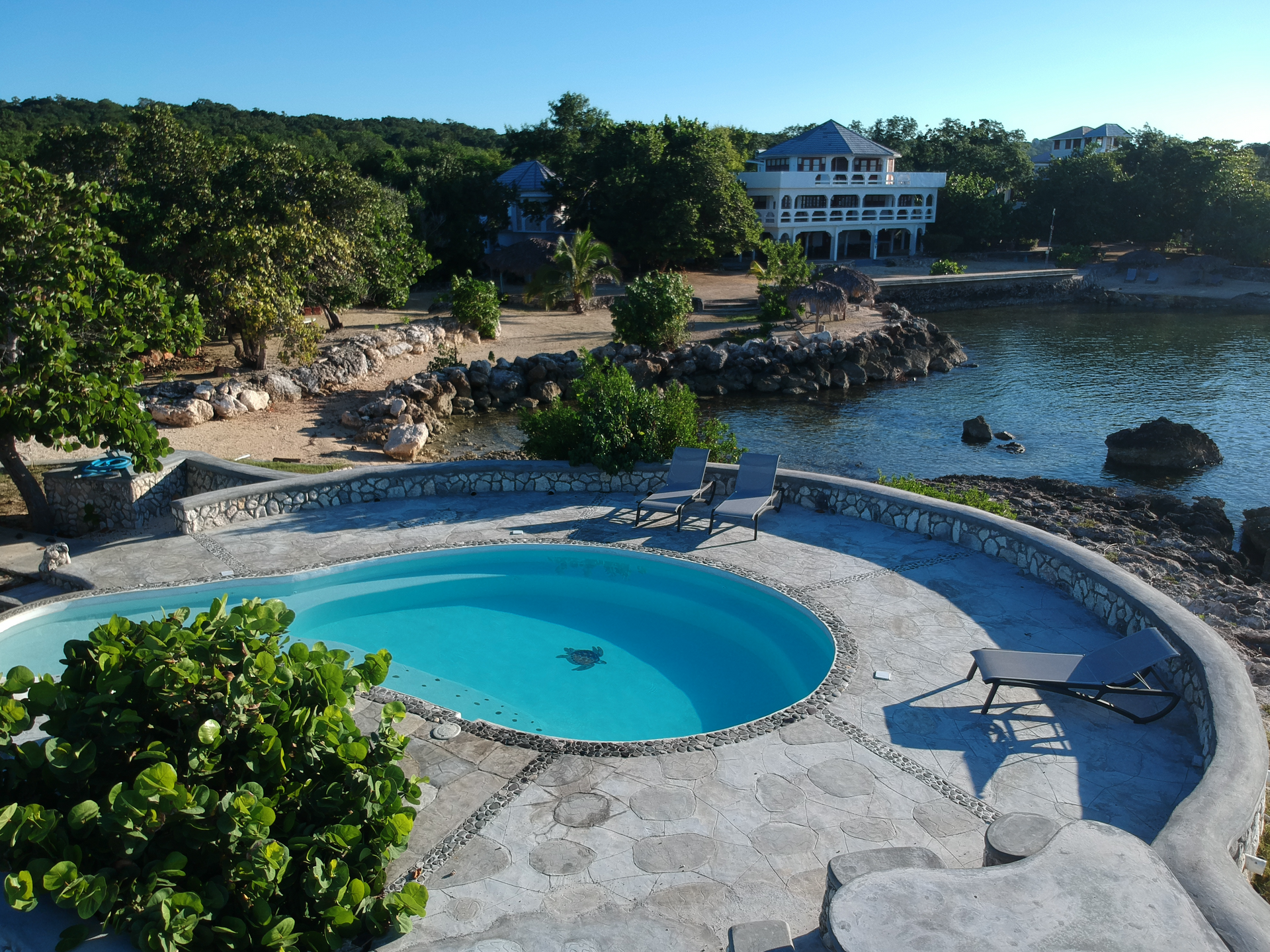 A large swimming pool with a turtle in it