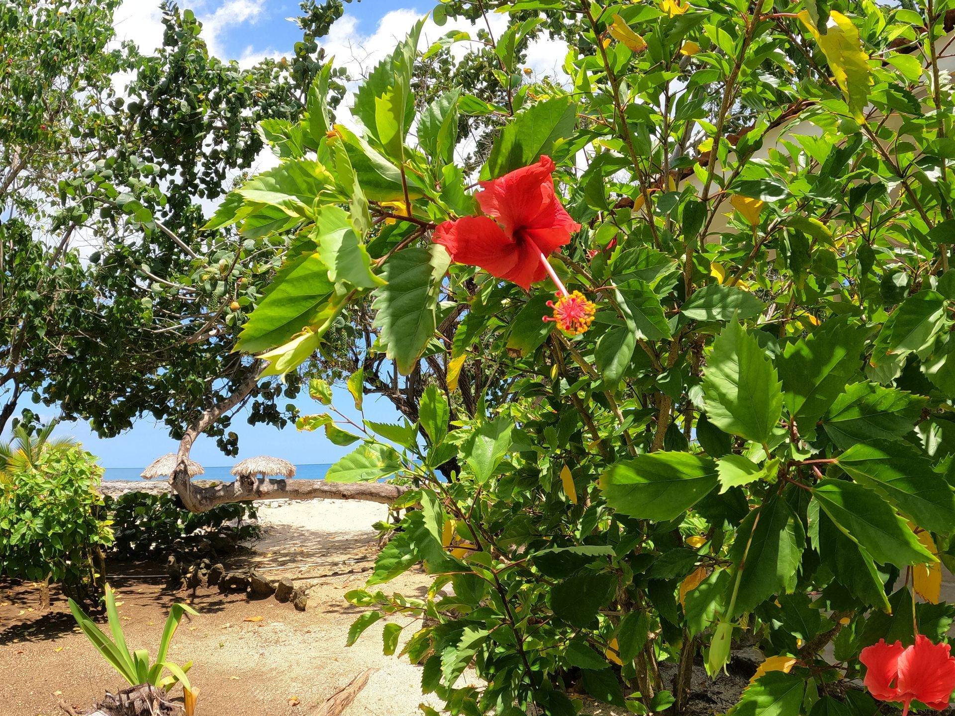 A bush with red flowers and green leaves with a beach in the background