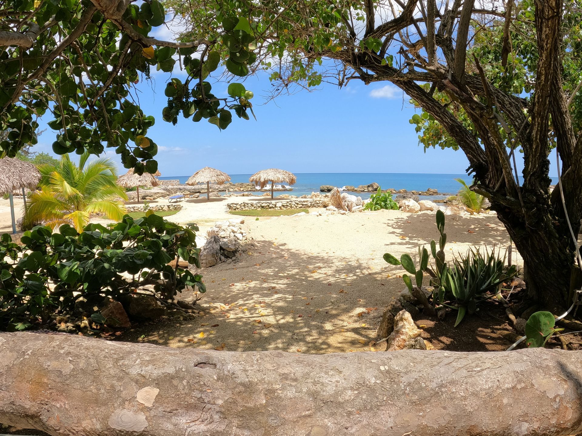 A view of a beach through a tree with umbrellas in the background