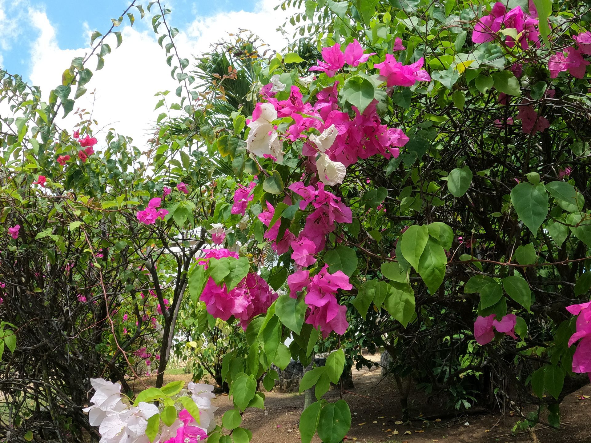 A bush with pink and white flowers and green leaves