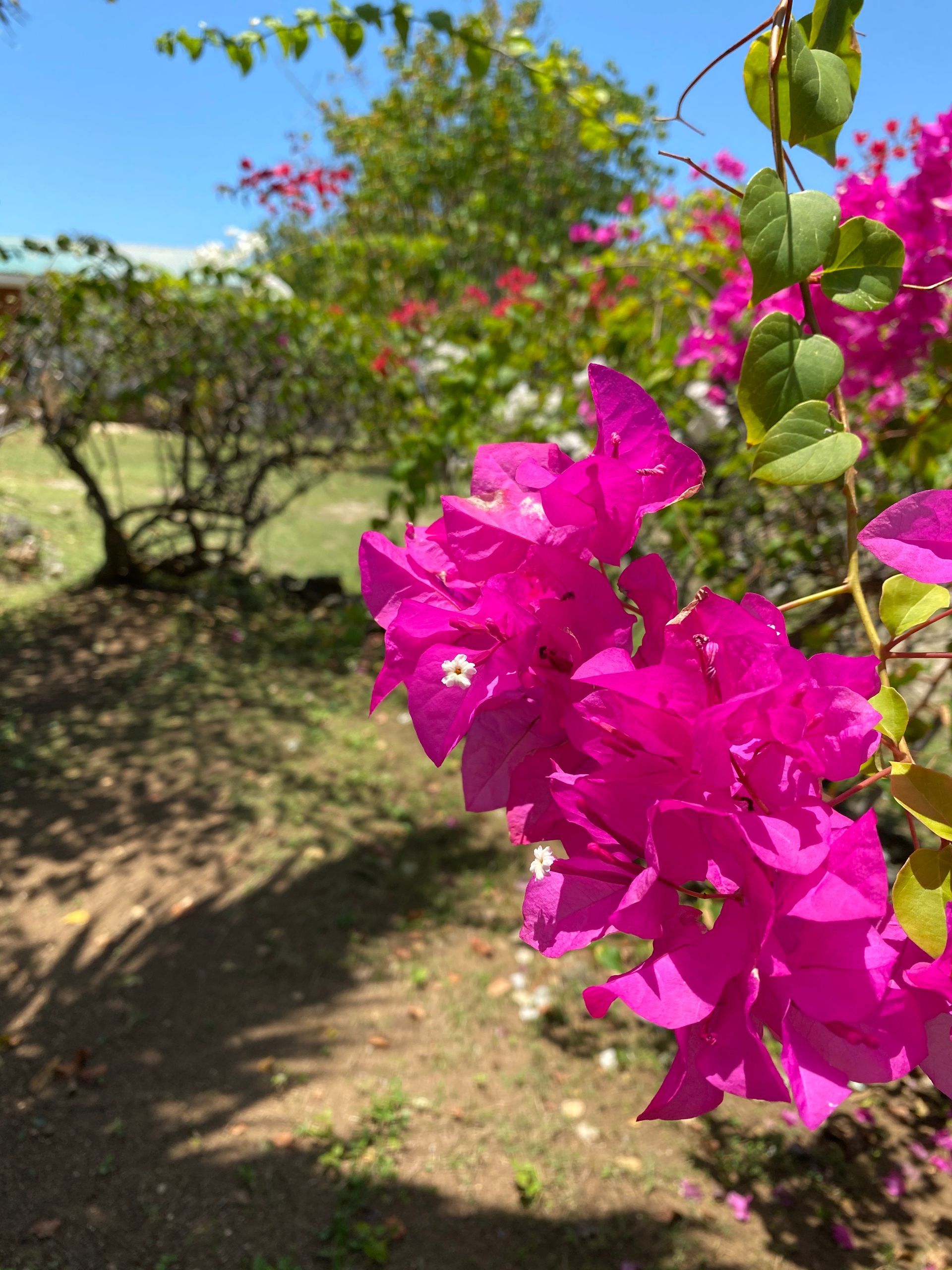 A bunch of pink flowers are growing on a bush