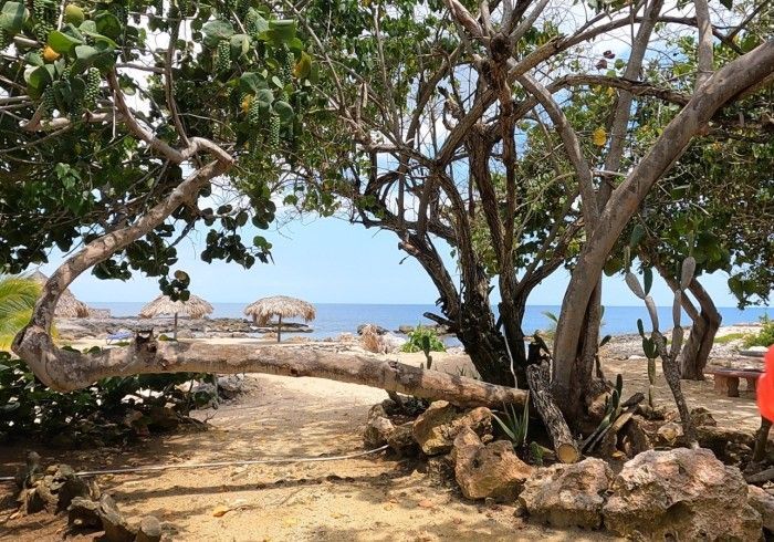 A tree branch is hanging over a path leading to the ocean