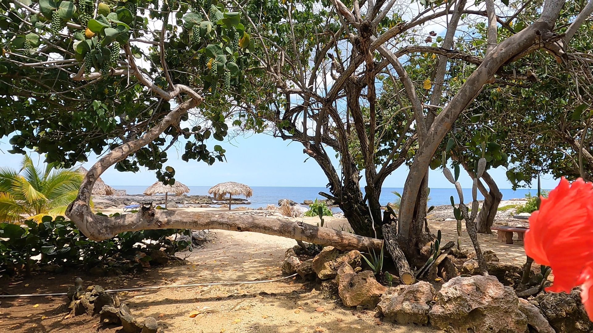 A person is standing under a tree with a red flower in front of the ocean.