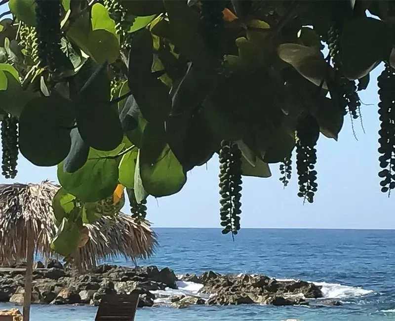 A view of the ocean from a beach under a tree