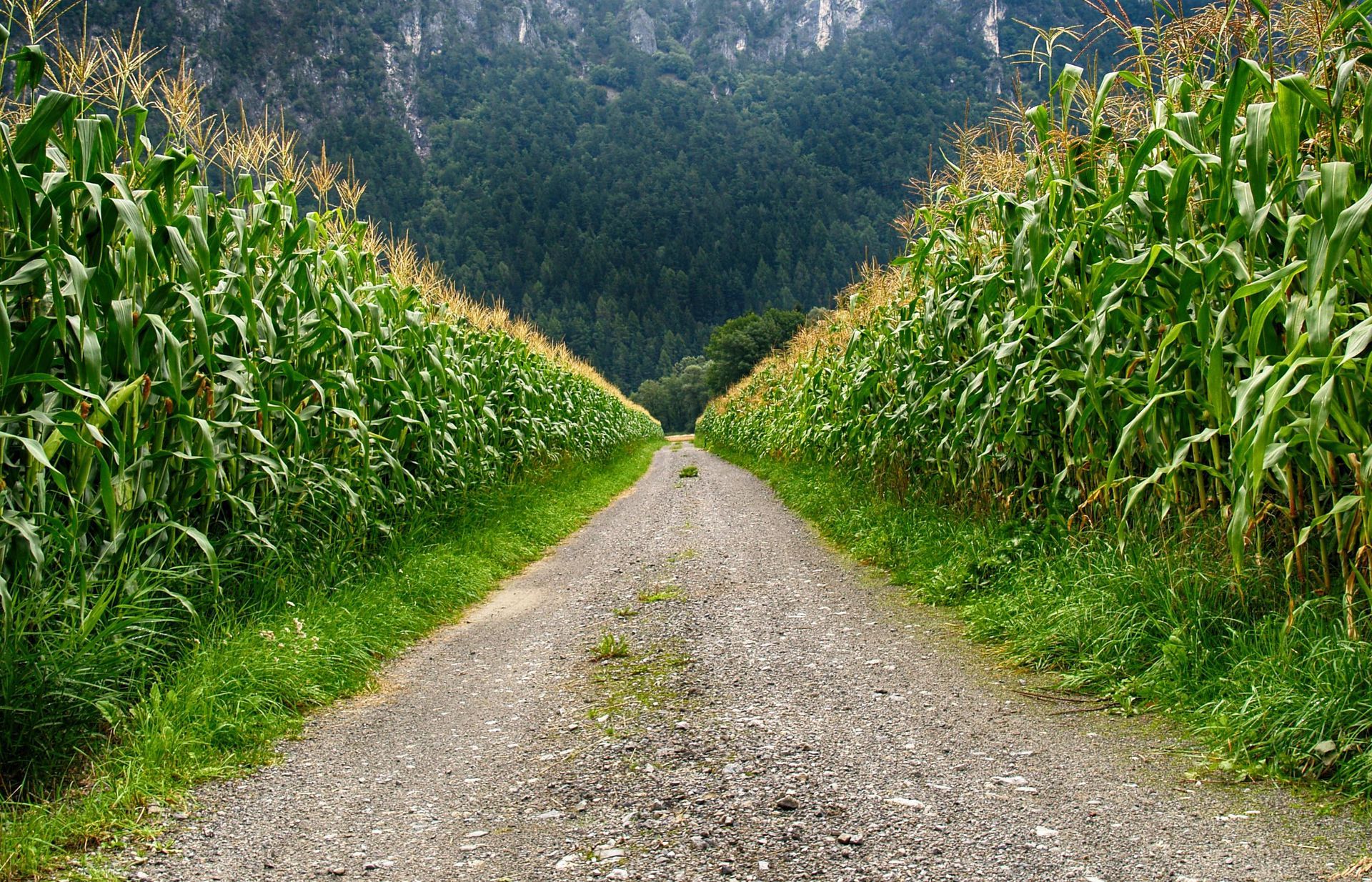 A dirt road going through a corn field with mountains in the background.