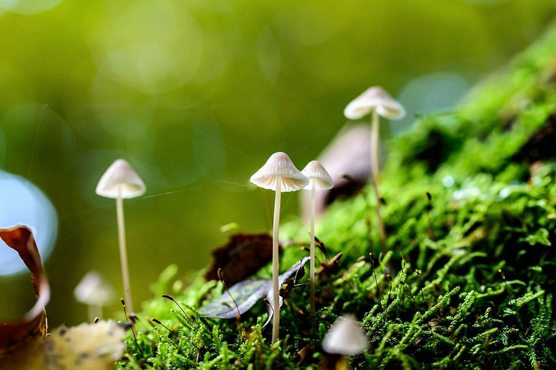 Tiny white mushrooms with delicate caps sprout from moss on a log.