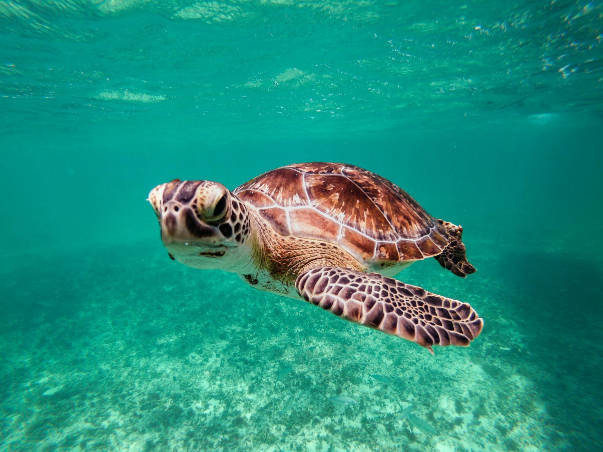 Sea turtle swimming underwater