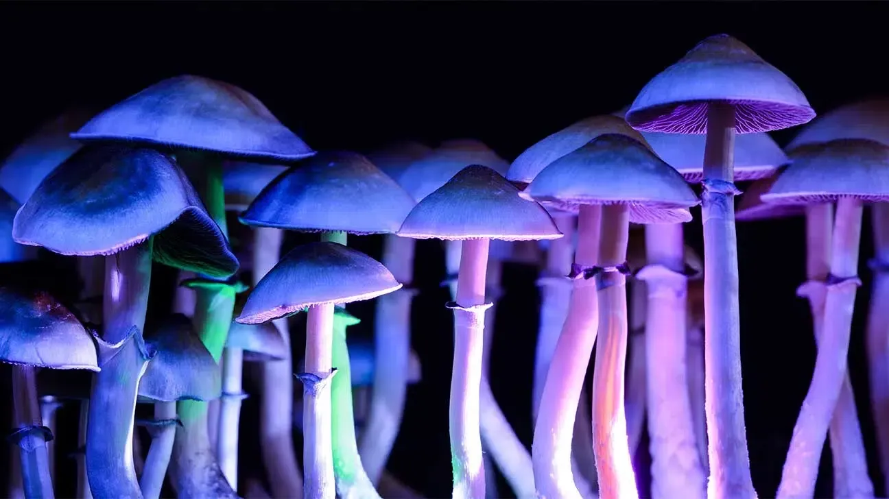 A bunch of mushrooms are glowing in the dark.