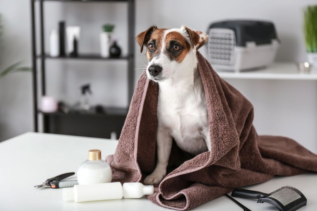 Non-Sedative Grooming — Goose Creek, SC — Adorable Pets