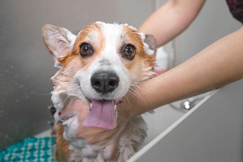 Portrait Of A Welsh Corgi Pembroke Dog Showering With Shampoo — Goose Creek, SC — Adorable Pets