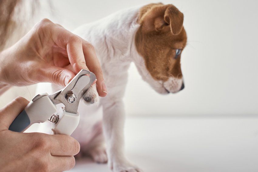 Jack Russel Terrier Puppy Dog — Goose Creek, SC — Adorable Pets