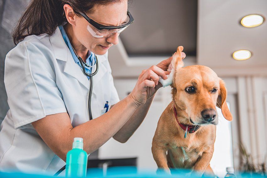 Veterinarian Cleaning Dog Ears — Goose Creek, SC — Adorable Pets