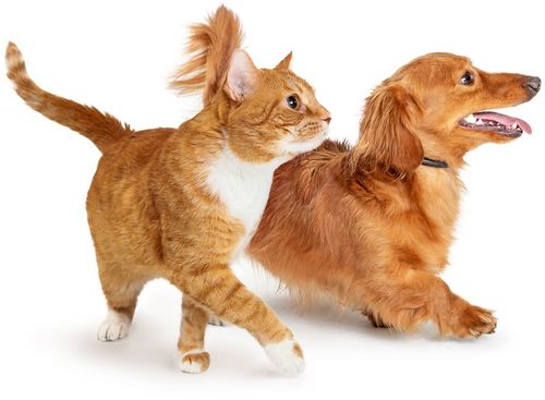 Golden Brown Cat And Dog — Goose Creek, SC — Adorable Pets