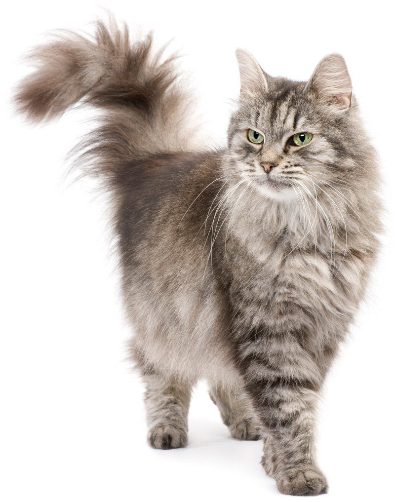 Gray Cat — Goose Creek, SC — Adorable Pets